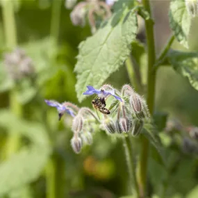 Borago officinalis, 12 cm Topf