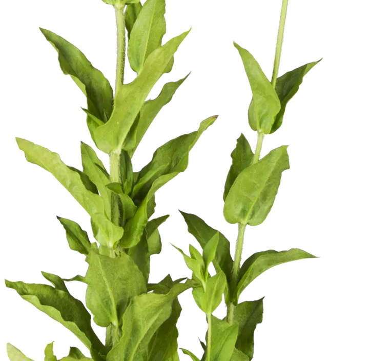 Brennende Liebe Brennende Liebe