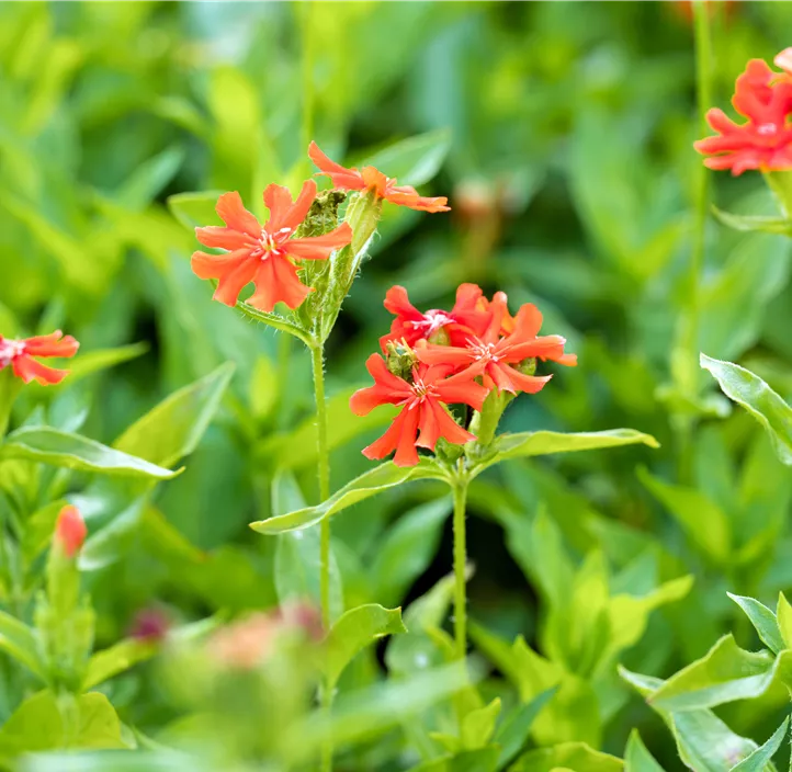 Brennende Liebe Brennende Liebe