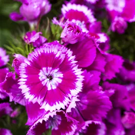 Dianthus barbatus