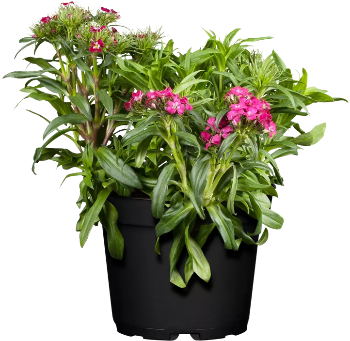 Dianthus barbatus Dianthus barbatus