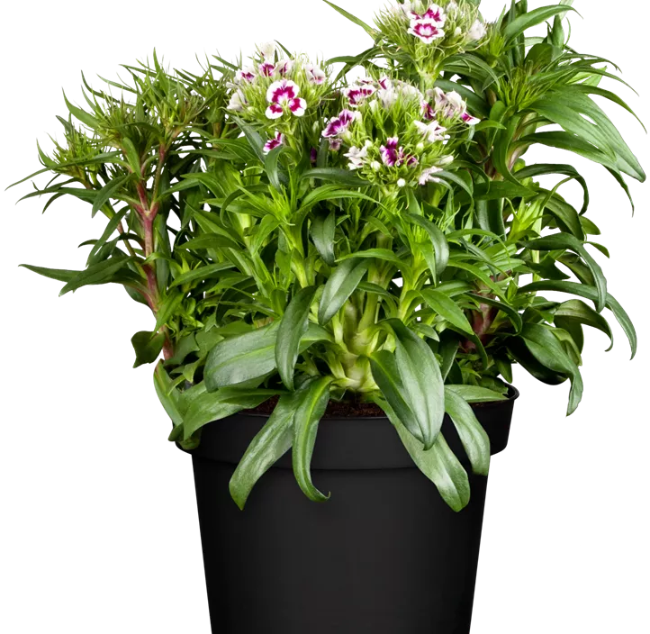 Dianthus barbatus Dianthus barbatus