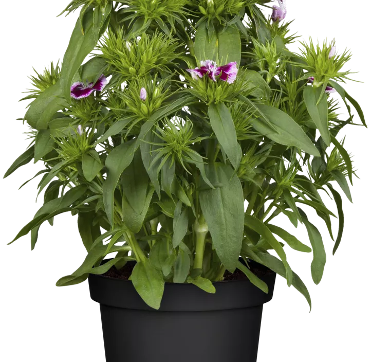 Dianthus barbatus Dianthus barbatus