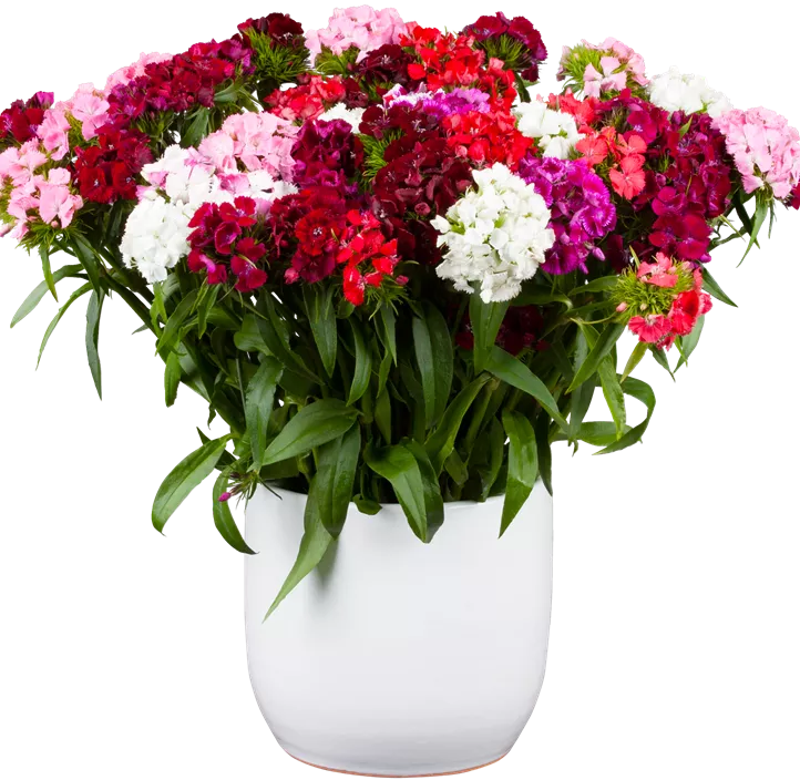 Dianthus barbatus Dianthus barbatus