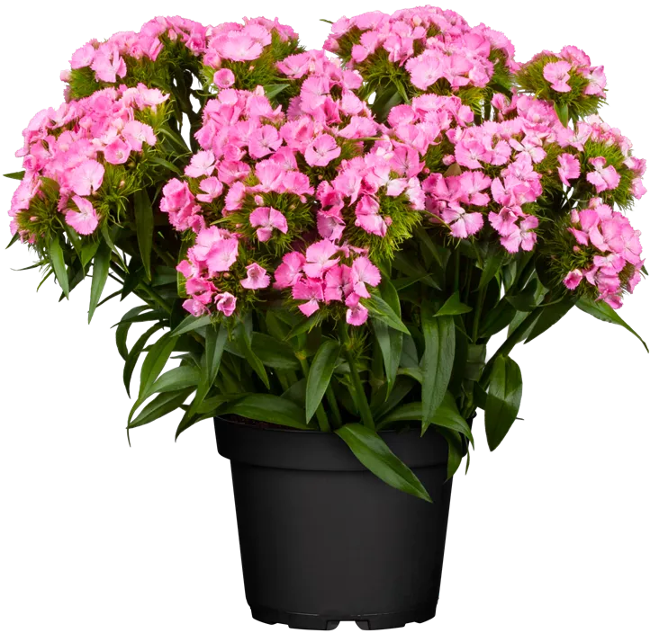 Dianthus barbatus Dianthus barbatus