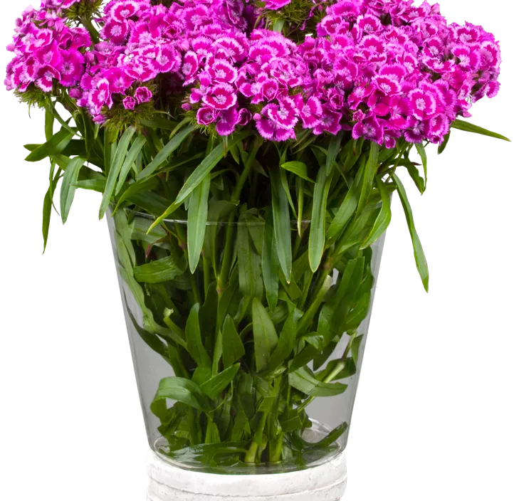 Dianthus barbatus Dianthus barbatus