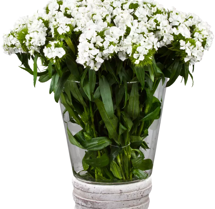 Dianthus barbatus Dianthus barbatus