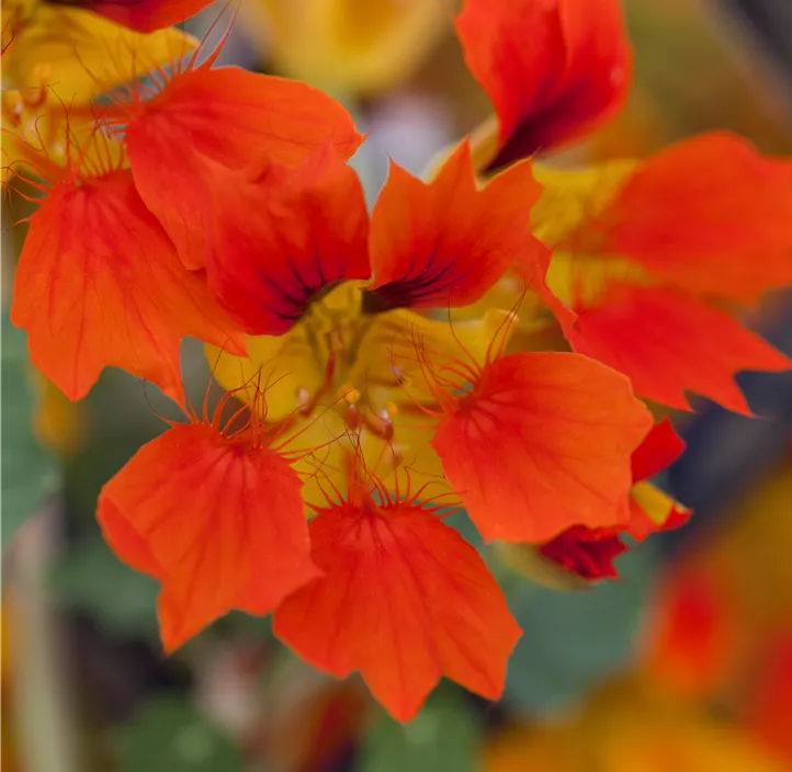 Kapuzinerkresse Kapuzinerkresse