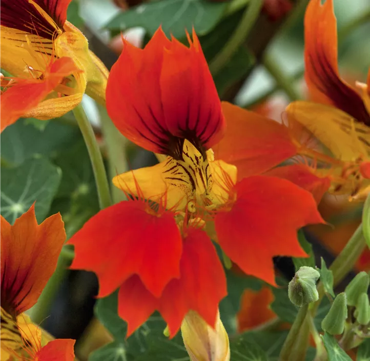 Kapuzinerkresse Kapuzinerkresse