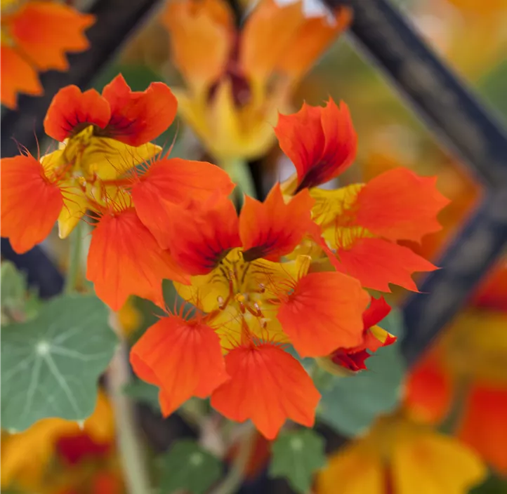 Kapuzinerkresse Kapuzinerkresse