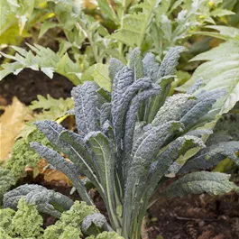 Brassica oleracea var. palmifolia