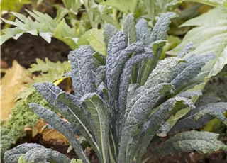 Brassica oleracea var. acephala 'Nero di Toscana'