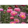 bellaflora Gartencenter GmbH