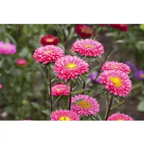 Callistephus chinensis Callistephus chinensis