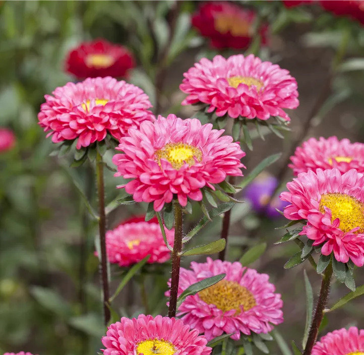 Gartenaster 