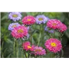 bellaflora Gartencenter GmbH