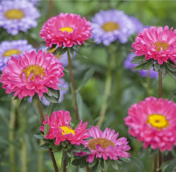 Gartenaster 