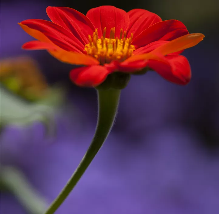 Tithonia rotundifolia