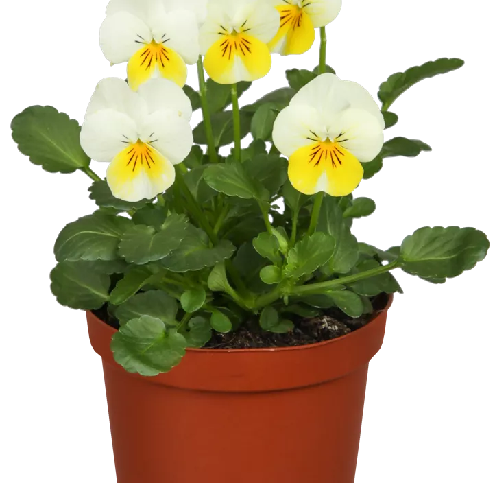 Hornveilchen  Hornveilchen