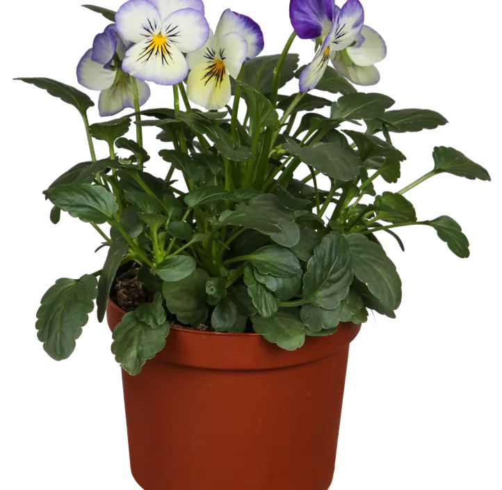 Hornveilchen  Hornveilchen