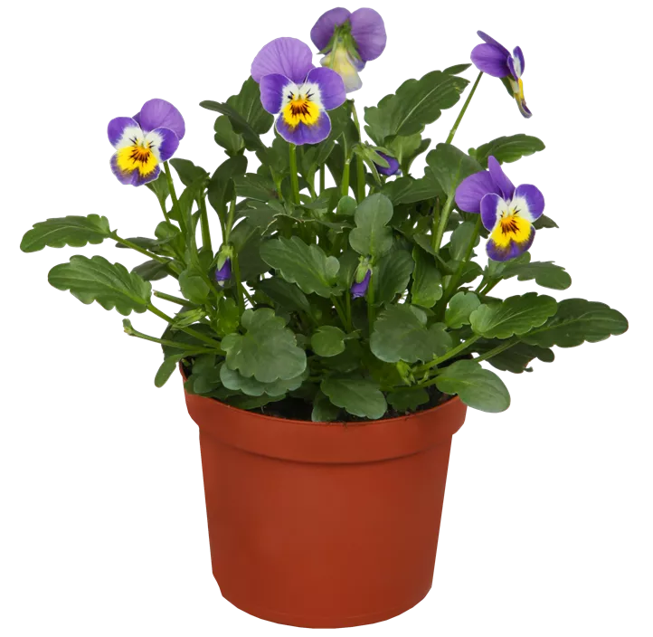 Hornveilchen  Hornveilchen