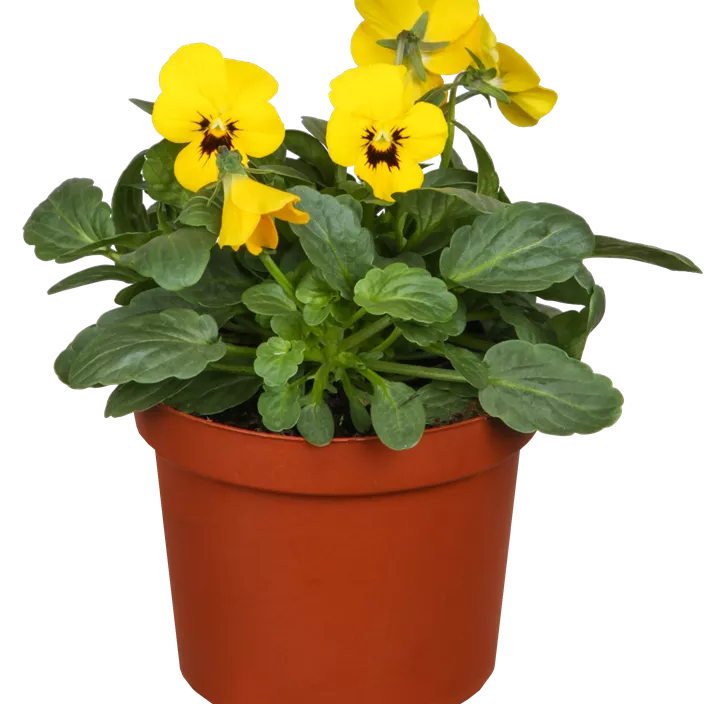 Hornveilchen  Hornveilchen