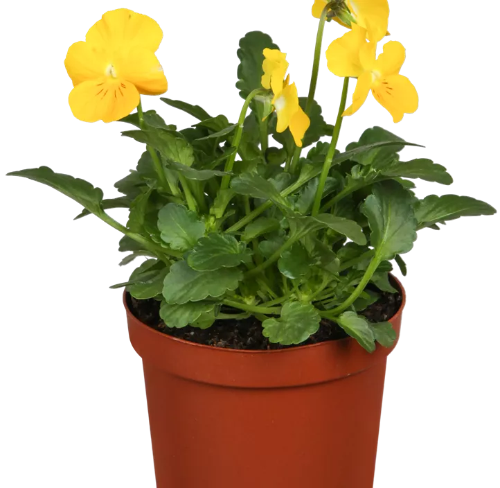 Hornveilchen  Hornveilchen