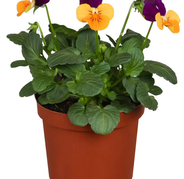 Hornveilchen  Hornveilchen