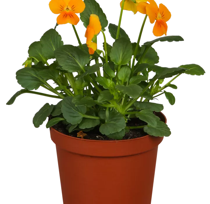 Hornveilchen  Hornveilchen