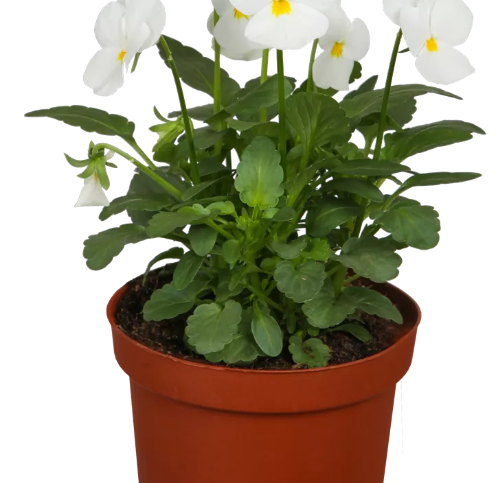 Hornveilchen  Hornveilchen