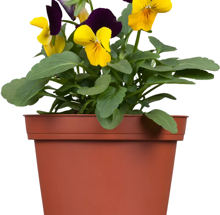 Hornveilchen  Hornveilchen