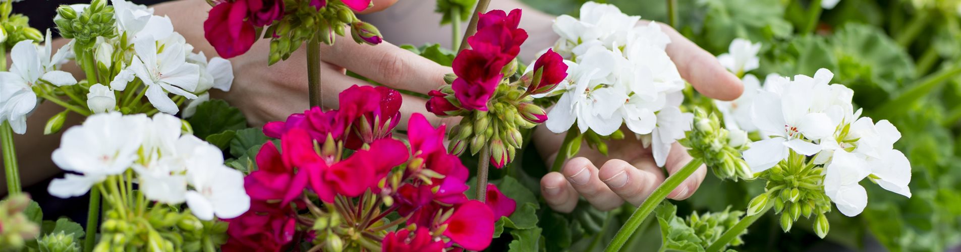 Balkonblumen-Header-0-489-2702-1519
