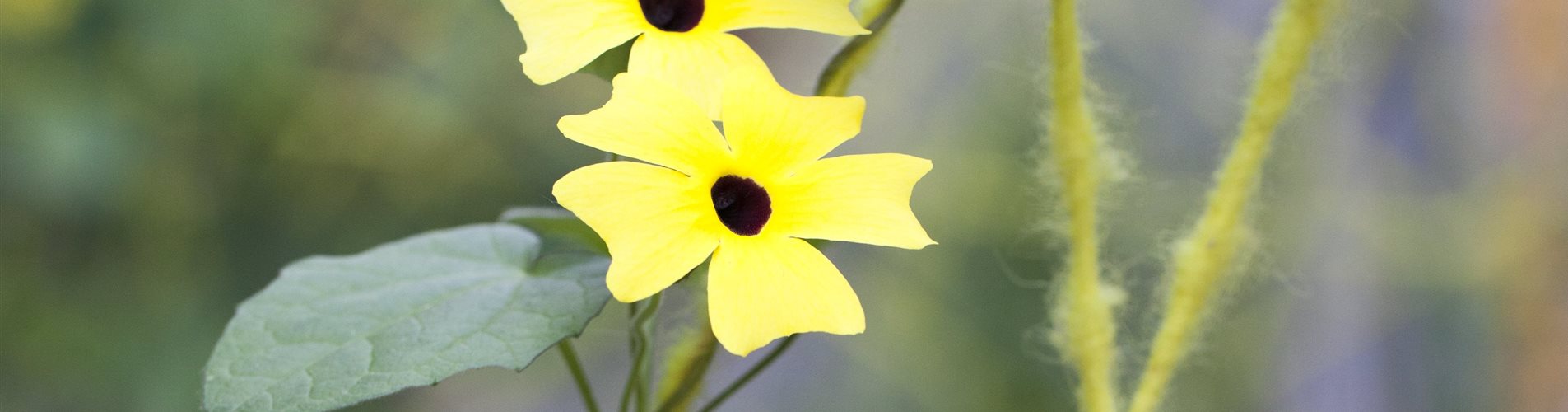 Thunbergia alata Thunbergia alata