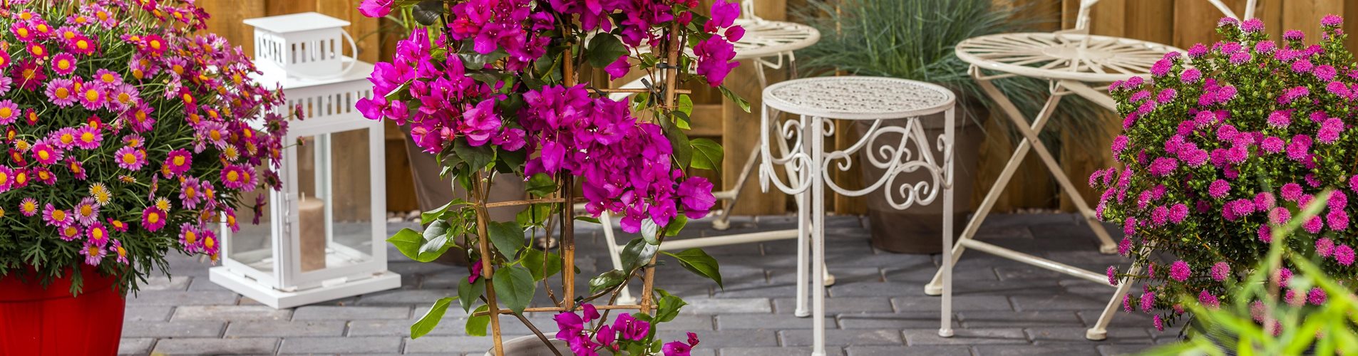 GS587950_Kübelpflanzen_-0-484-5616-3159 GS587950_Kübelpflanzen_-0-484-5616-3159