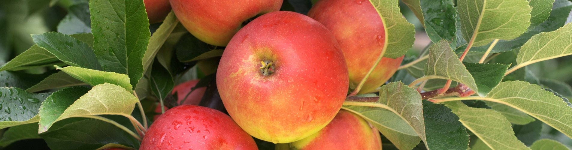 Malus domestica 'Elstar'