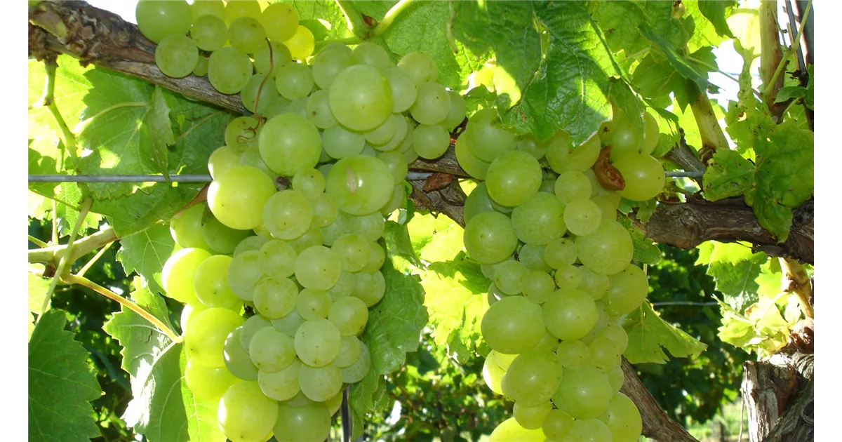 Wein dngen - Bellaflora
