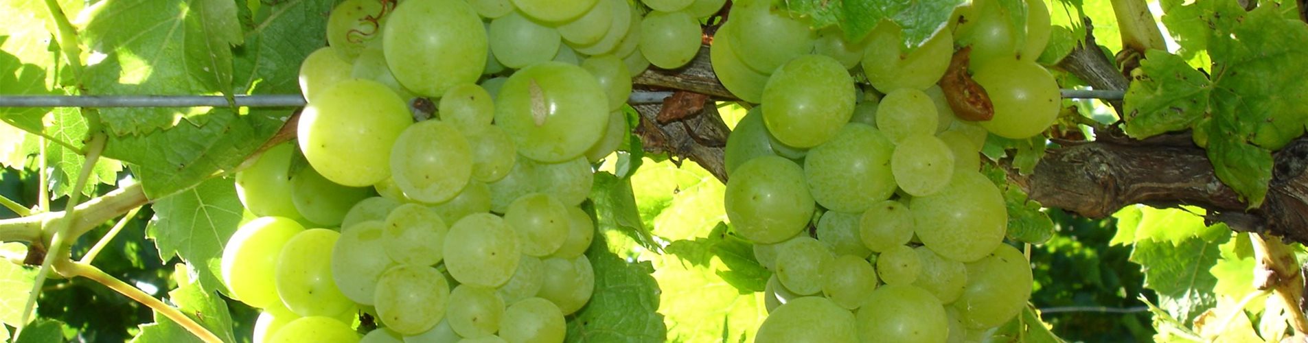 Weintraube_weiss_2-0-83-2592-1458 Weintraube_weiss_2-0-83-2592-1458