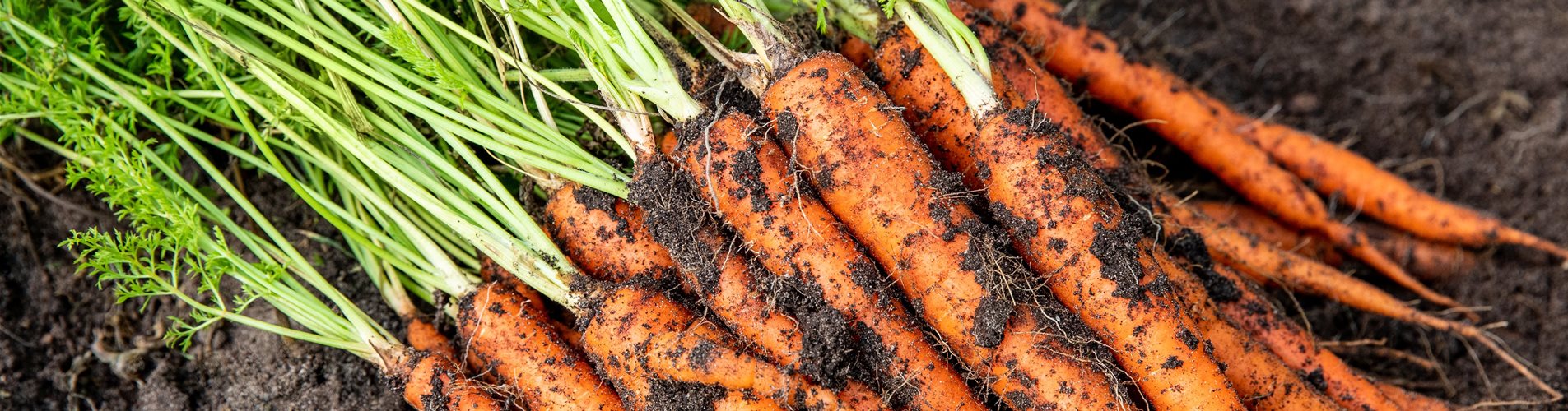 Gemüseernte - Karotten Gemüseernte - Karotten