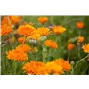 bellaflora Gartencenter GmbH
