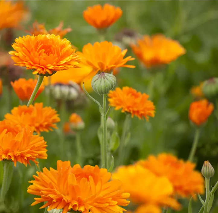 Ringelblume