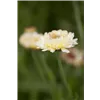 bellaflora Gartencenter GmbH