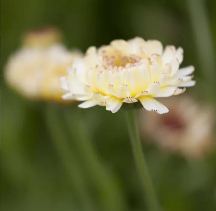 Ringelblume
