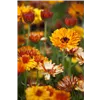 bellaflora Gartencenter GmbH