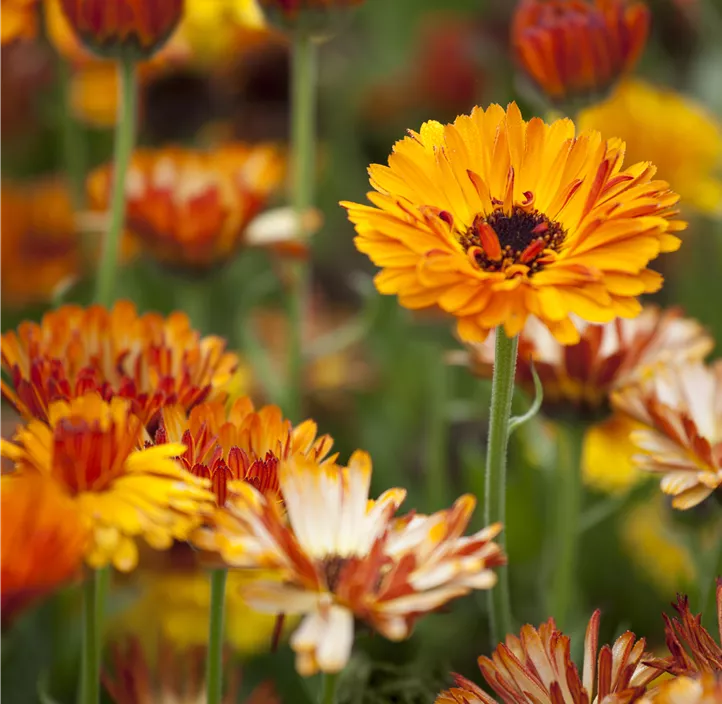 Ringelblume