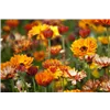 bellaflora Gartencenter GmbH