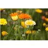 bellaflora Gartencenter GmbH