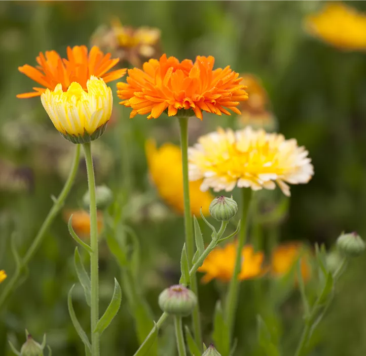 Ringelblume