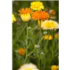 bellaflora Gartencenter GmbH