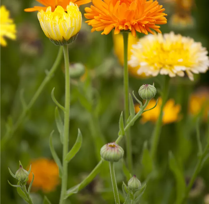 Ringelblume