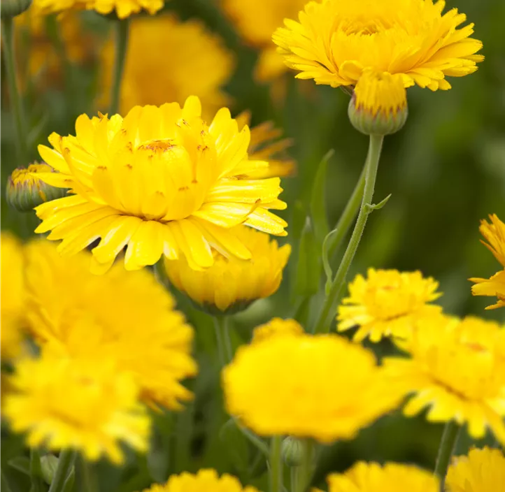 Ringelblume